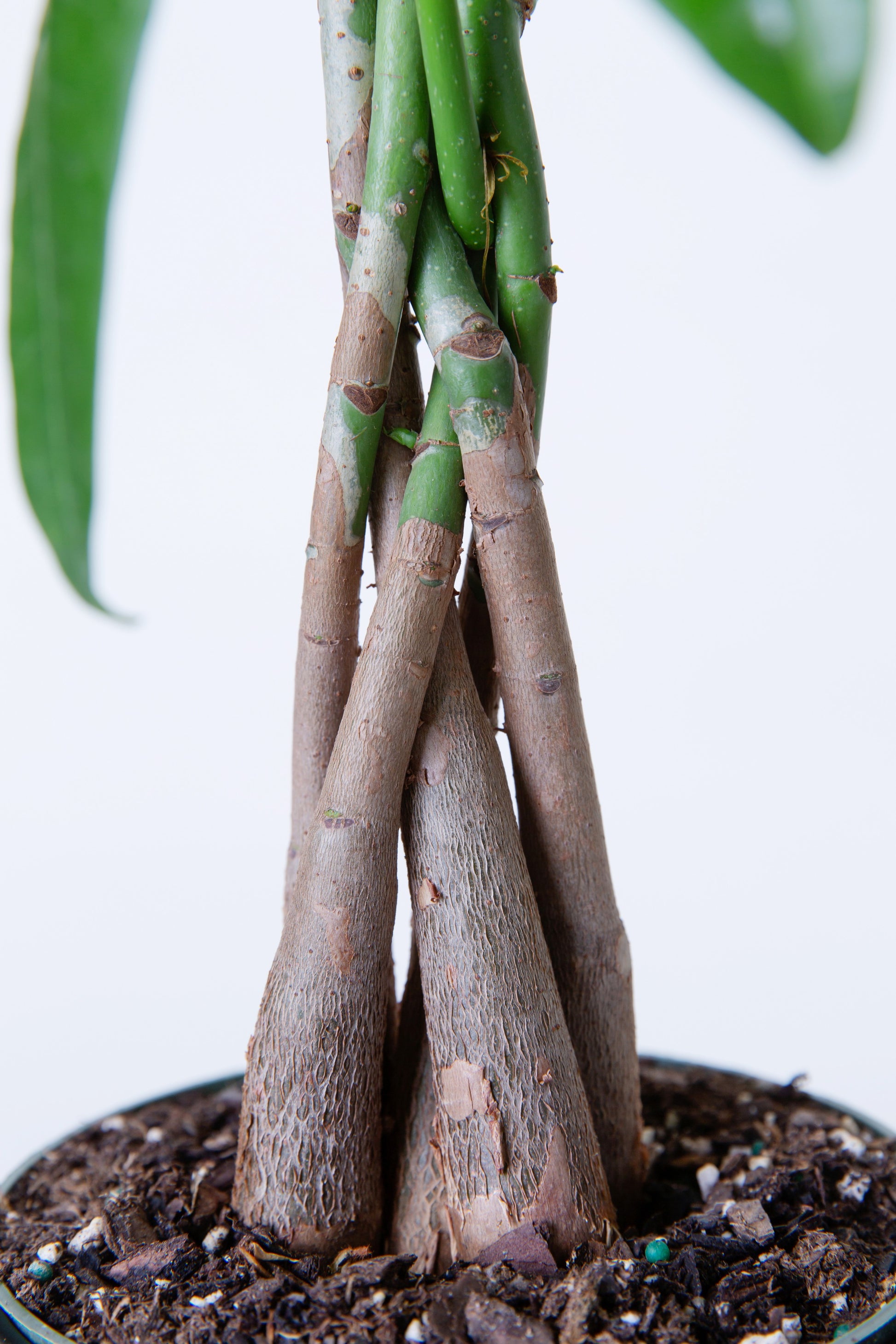 hawaiian money tree Money Tree