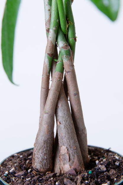 Money Tree | Pachira Aquatica