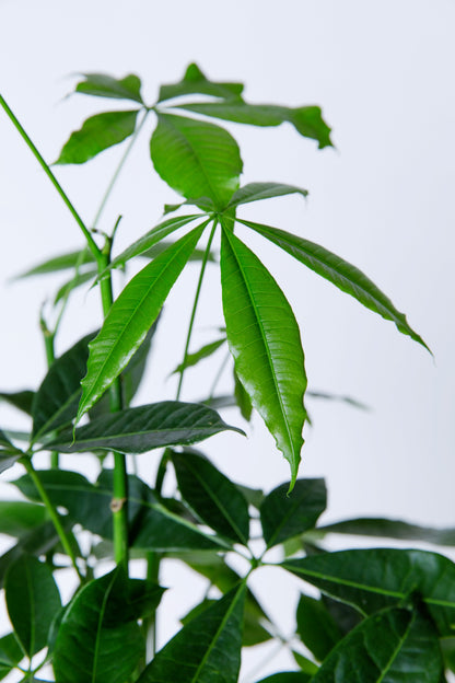 8 leaves money tree Money Tree