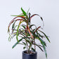 Red Banana Croton Plant | Codiaeum Variegatum