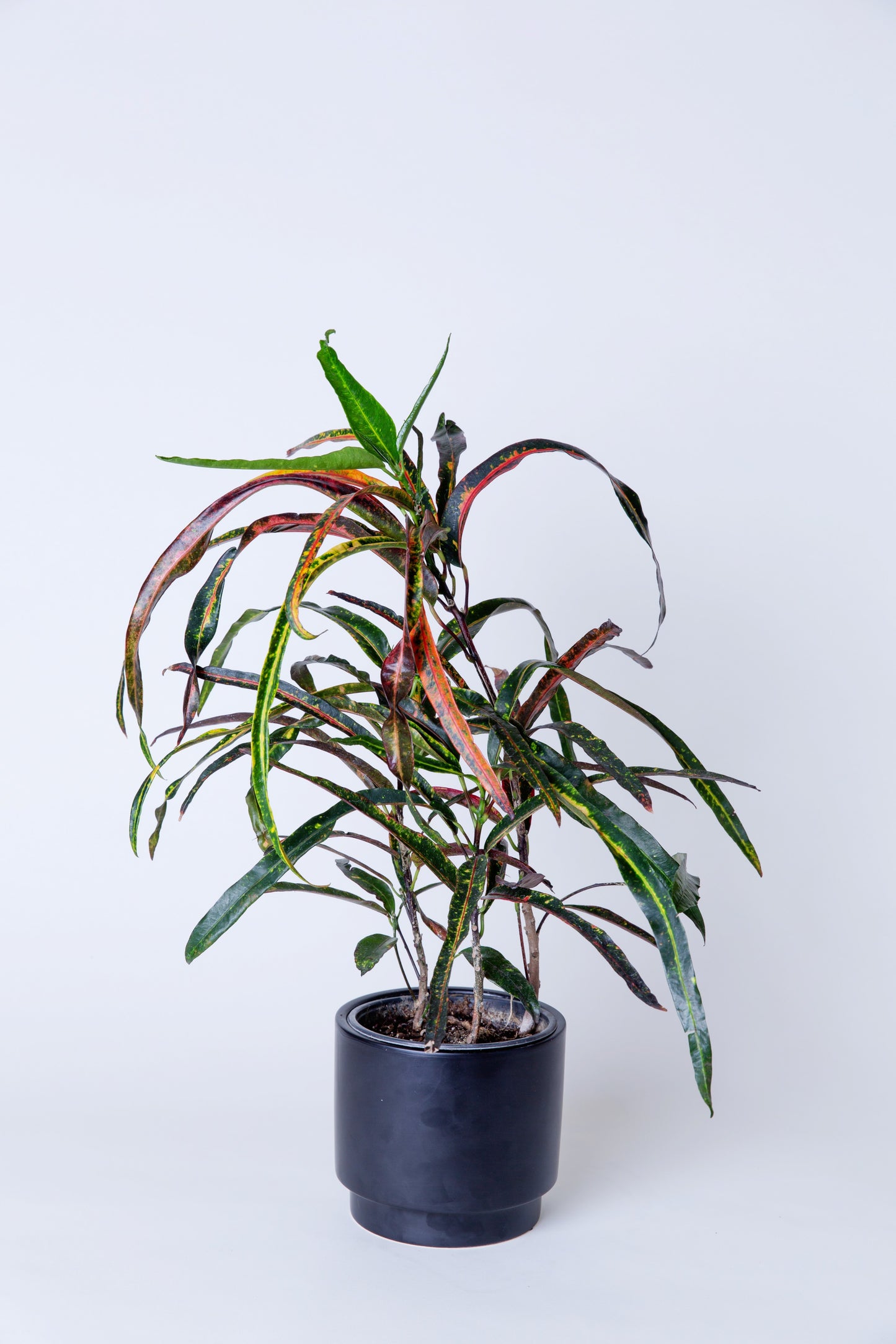 Red Banana Croton Plant | Codiaeum Variegatum