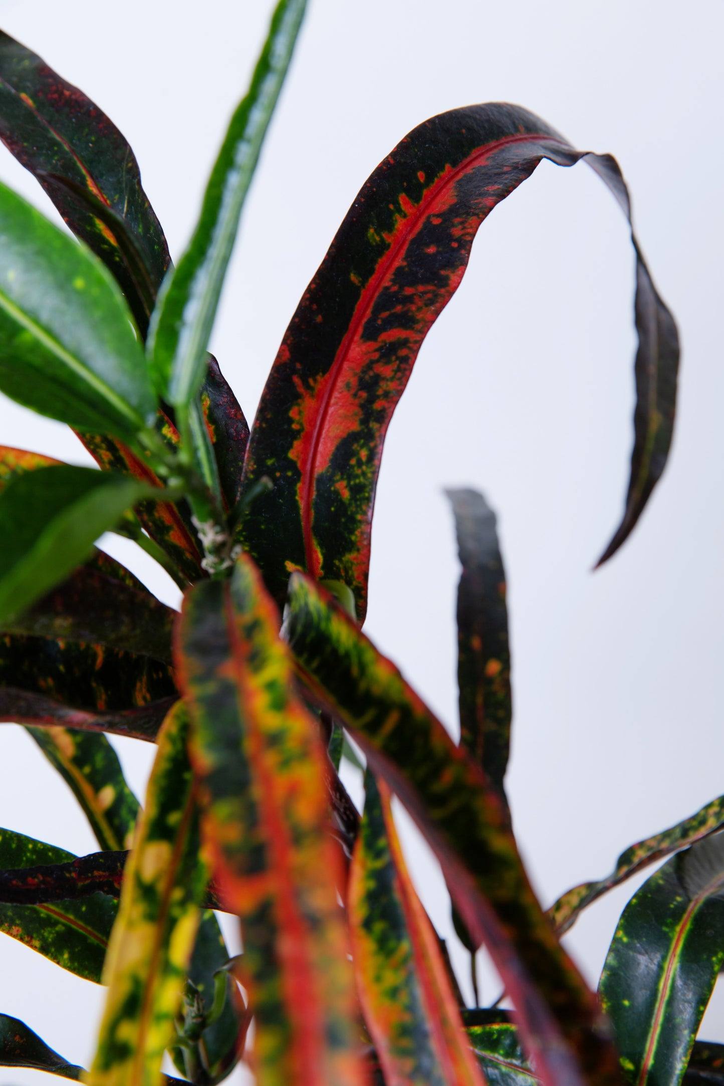 Red Banana Croton Plant | Codiaeum Variegatum