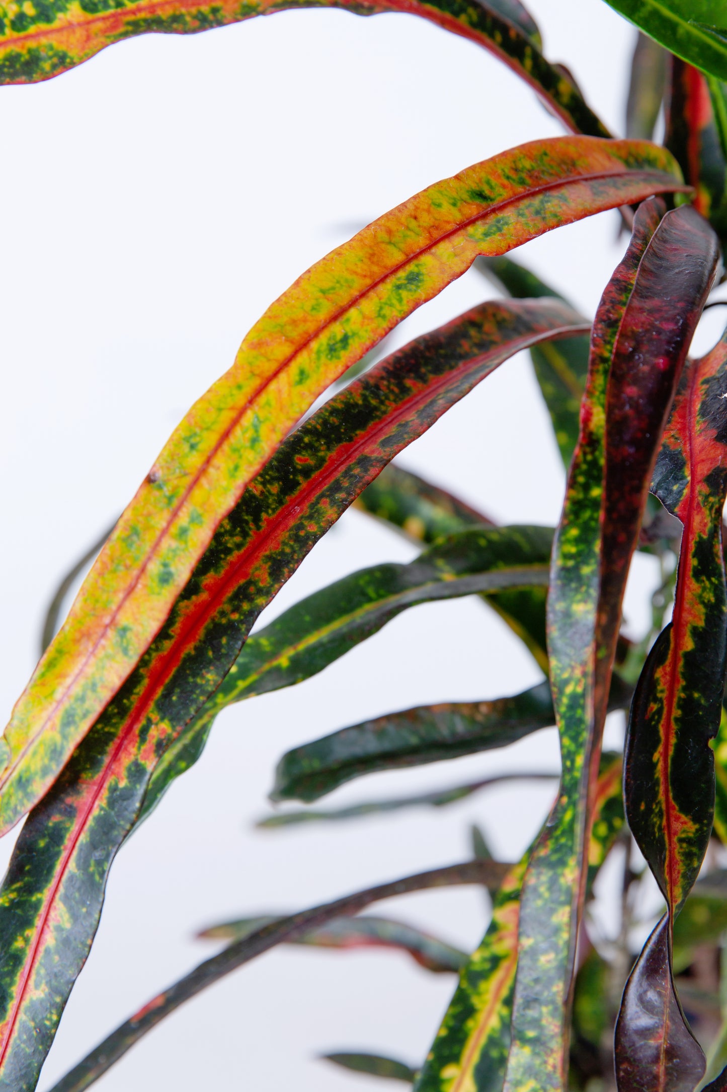 Red Banana Croton Plant | Codiaeum Variegatum