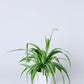 Spider Plant | Chlorophyll Comosum