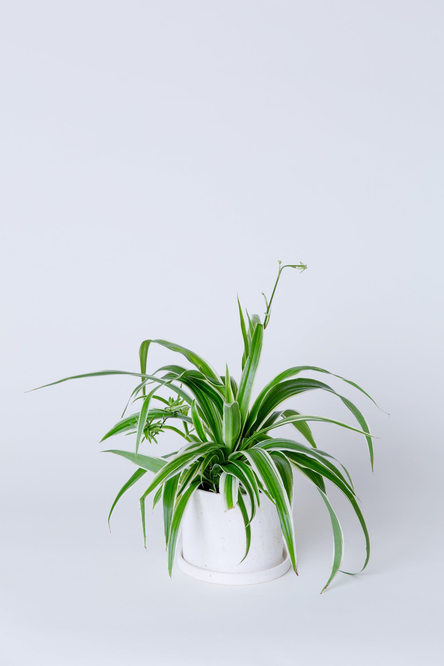 Spider Plant | Chlorophyll Comosum