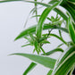 Spider Plant | Chlorophyll Comosum