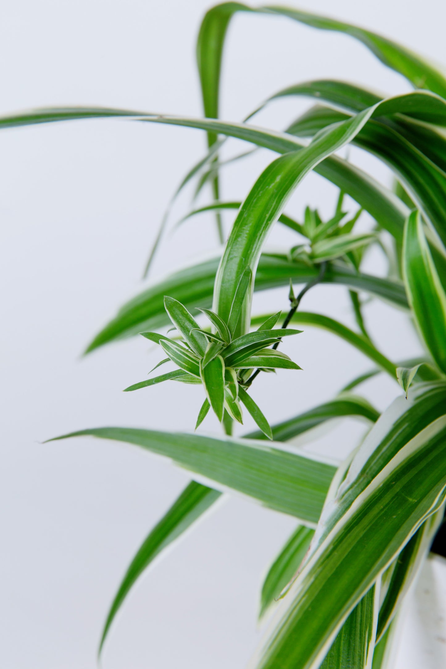 Spider Plant | Chlorophyll Comosum