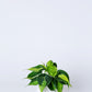 Philodendron Brasil Plant | Philodendron Hederaceum