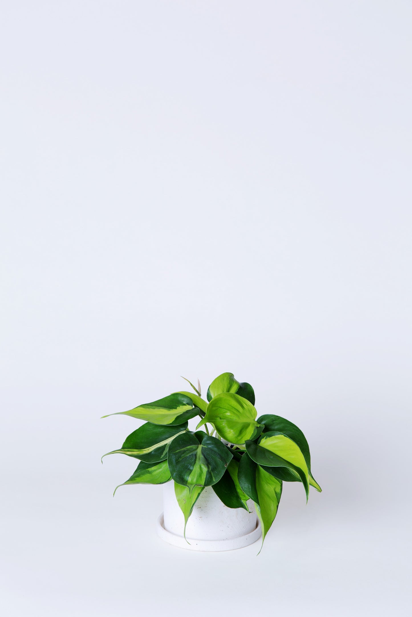 Philodendron Brasil Plant | Philodendron Hederaceum