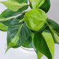 Philodendron Brasil Plant | Philodendron Hederaceum