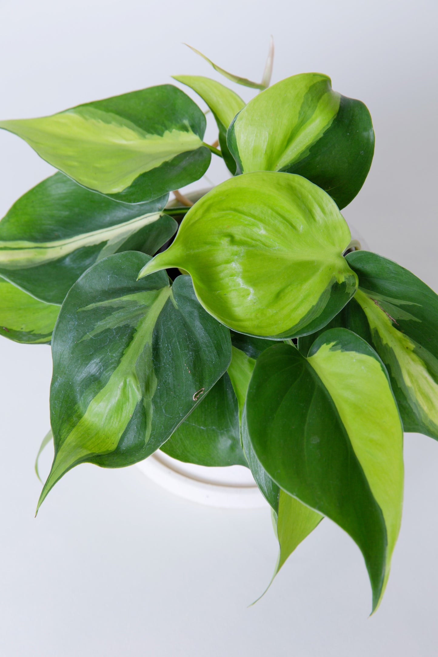 Philodendron Brasil Plant | Philodendron Hederaceum