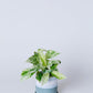 Snow Queen Pothos Plant | Epipremnum Aureum