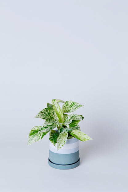 Snow Queen Pothos Plant | Epipremnum Aureum