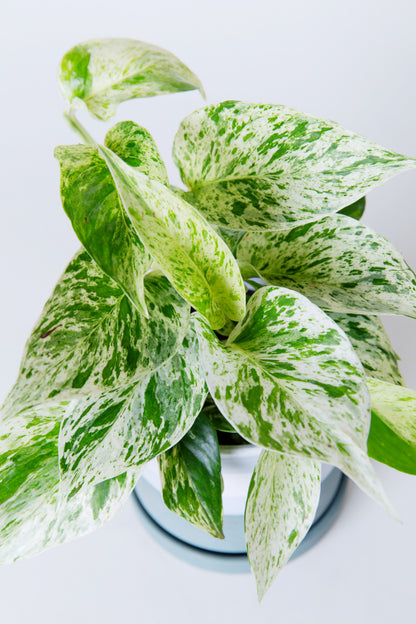 snow queen indoor plant Snow Queen Pothos Plant