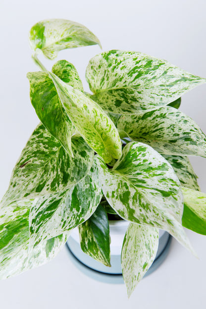 Snow Queen Pothos Plant | Epipremnum Aureum