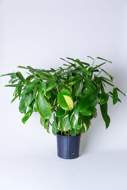 Arrowroot | Maranta Arundinacea Calathea