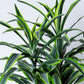 Striped Dracaena Plant | Dracaena Warneckii