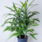 Striped Dracaena Plant | Dracaena Warneckii