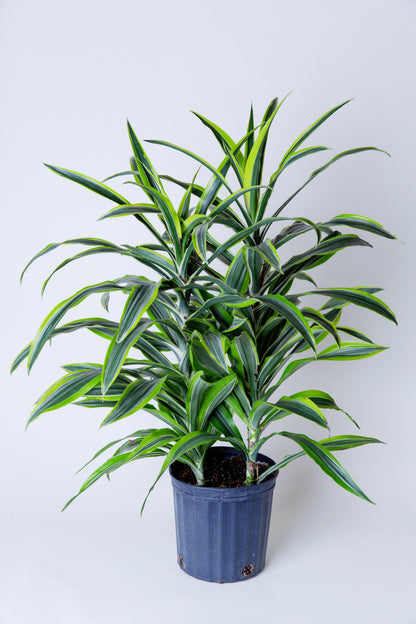 dracaena shrub Striped Dracaena Plant