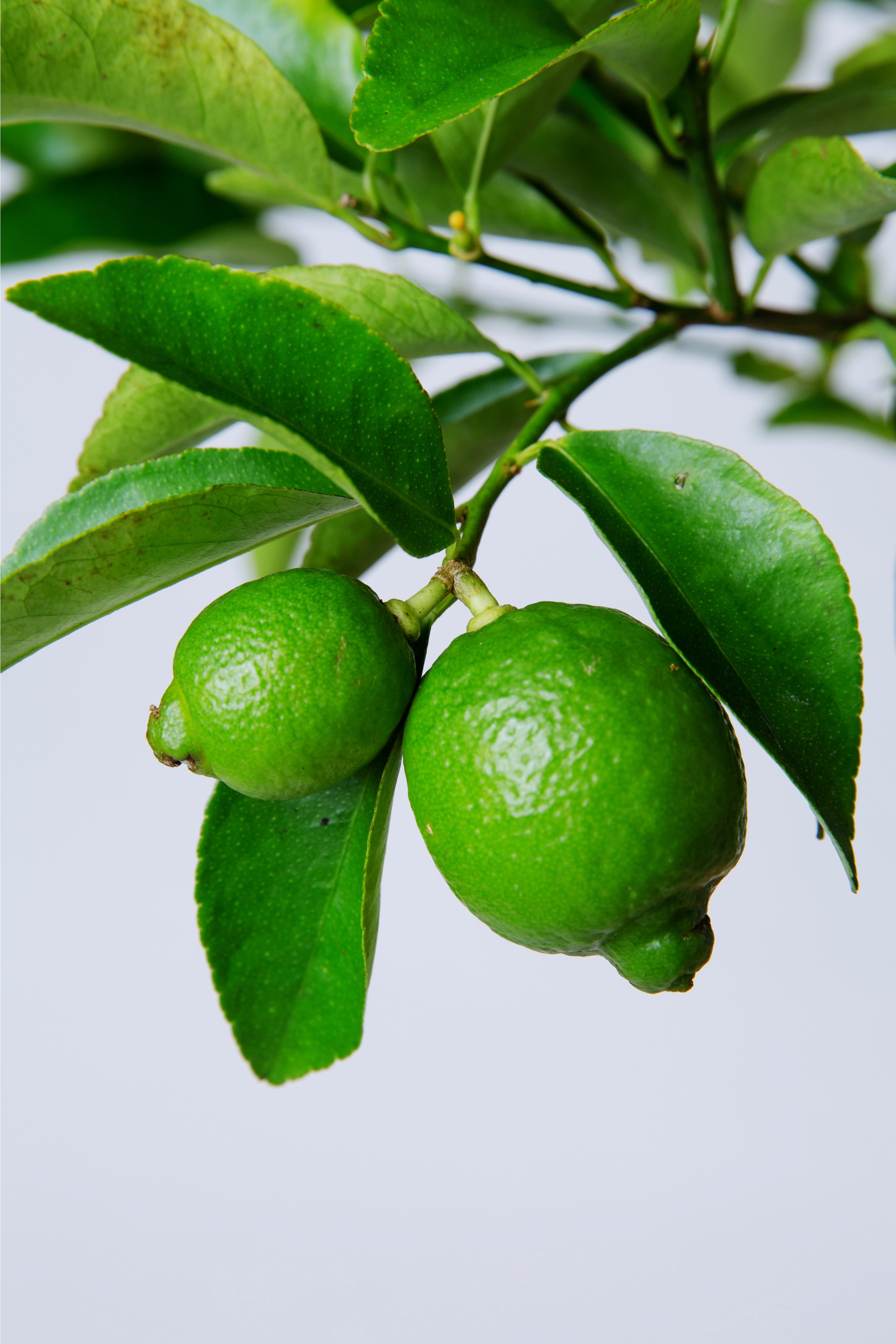 Plant In A Box - Citrus Aurantifolia Lime - Albero Di Limone - Set Di 3 - Vaso 9cm - Altezza 25 40cm Pianta In Vaso 87652135 Plant In A Box - Citrus Aurantifolia Lime - Albero Di Limone - Set Di 3 - Vaso 9cm - Altezza 25 40cm Pianta In Vaso 87652135