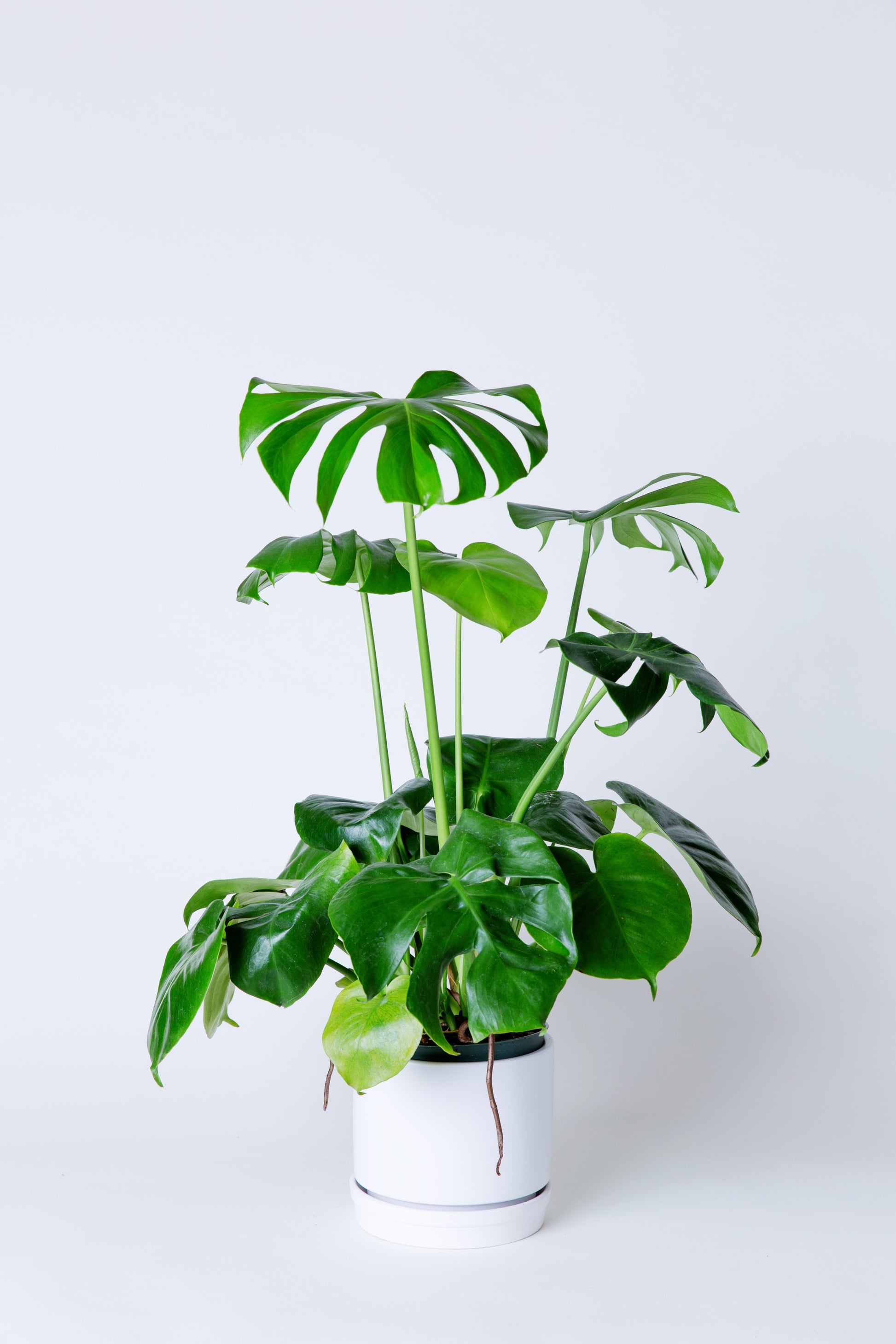 best pot for swiss cheese monstera Swiss Cheese Plant