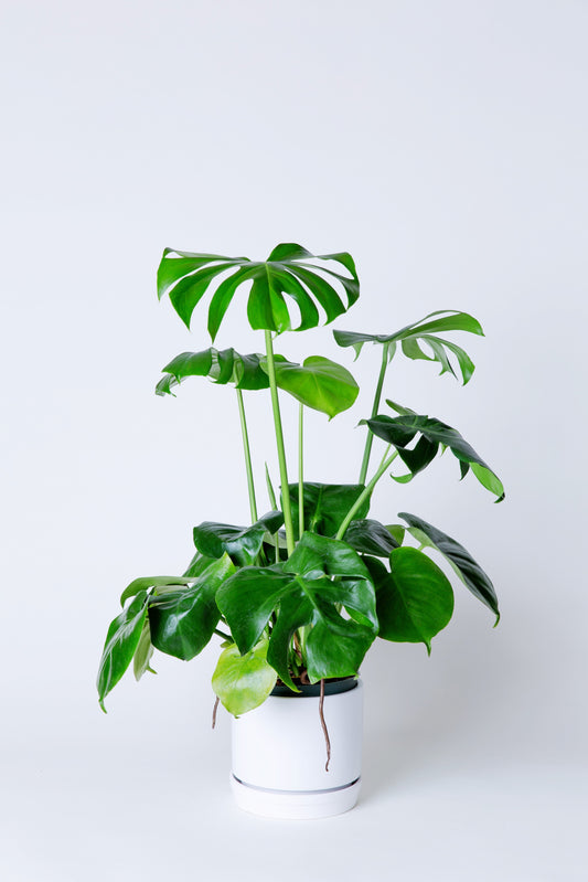 Swiss Cheese Plant | Monstera