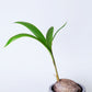 Sprouted Coconut Palm Plant | Cocos Nucifera