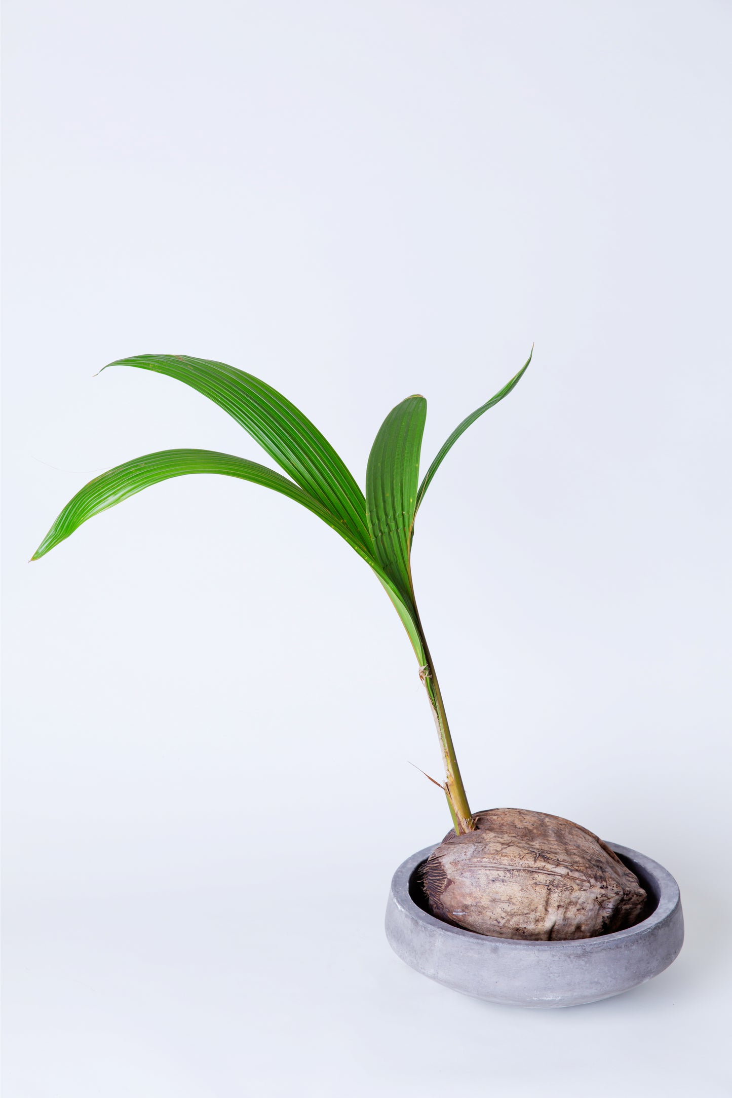 Sprouted Coconut Palm Plant | Cocos Nucifera