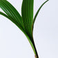 Sprouted Coconut Palm Plant | Cocos Nucifera