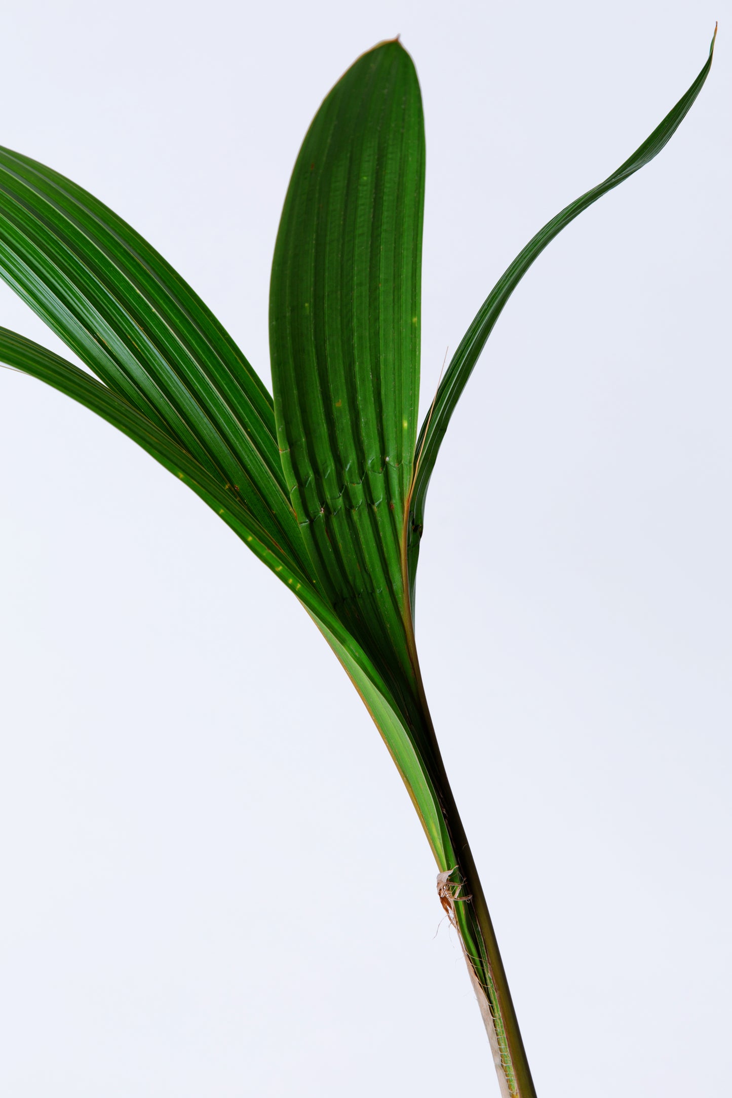 Sprouted Coconut Palm Plant | Cocos Nucifera