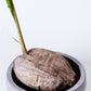 Sprouted Coconut Palm Plant | Cocos Nucifera