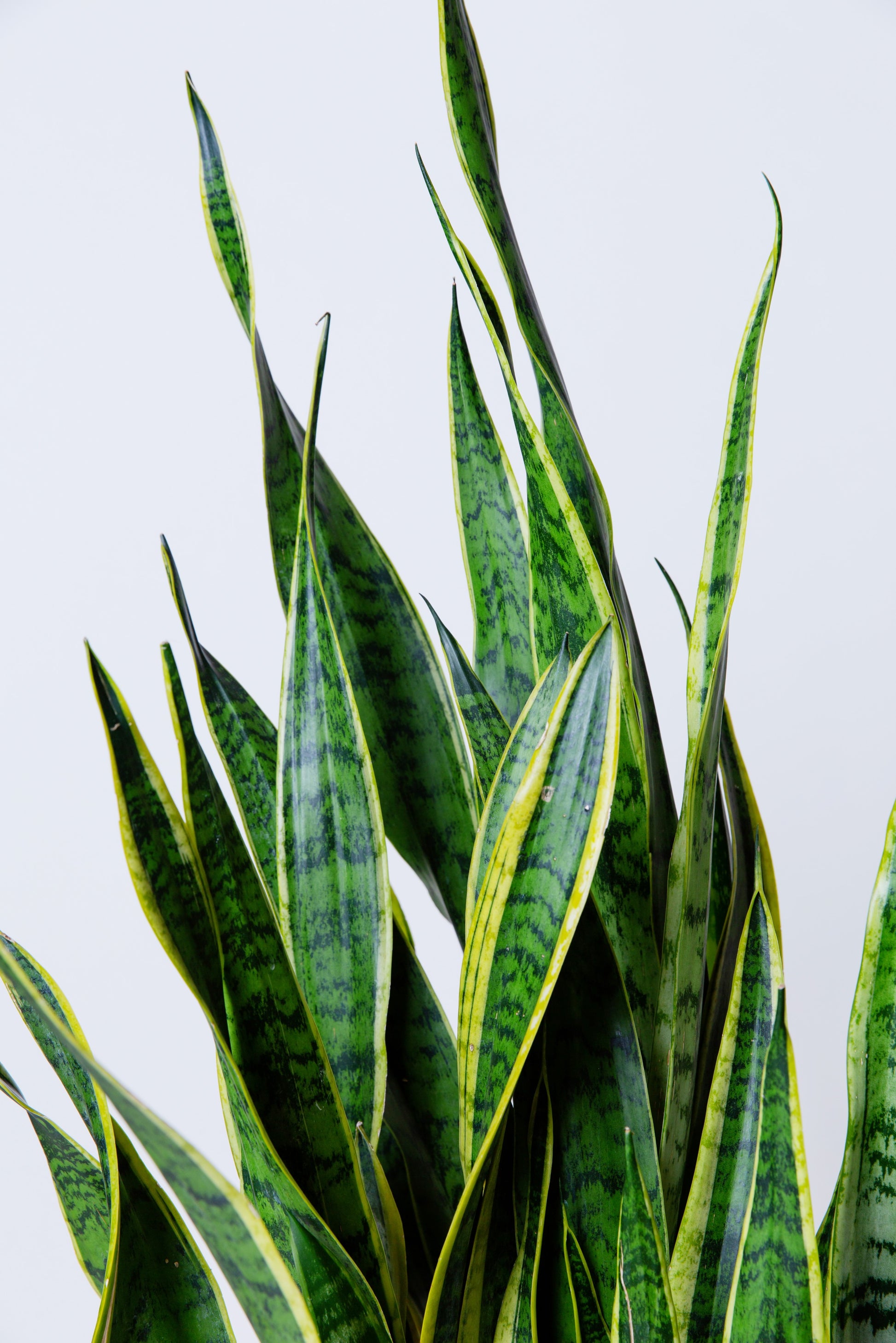 mother in law tongue or snake plant sansevieria trifasciata Snake Plant Variagated