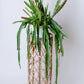 Orchid Cactus Plant | Disocactus Ackermannii