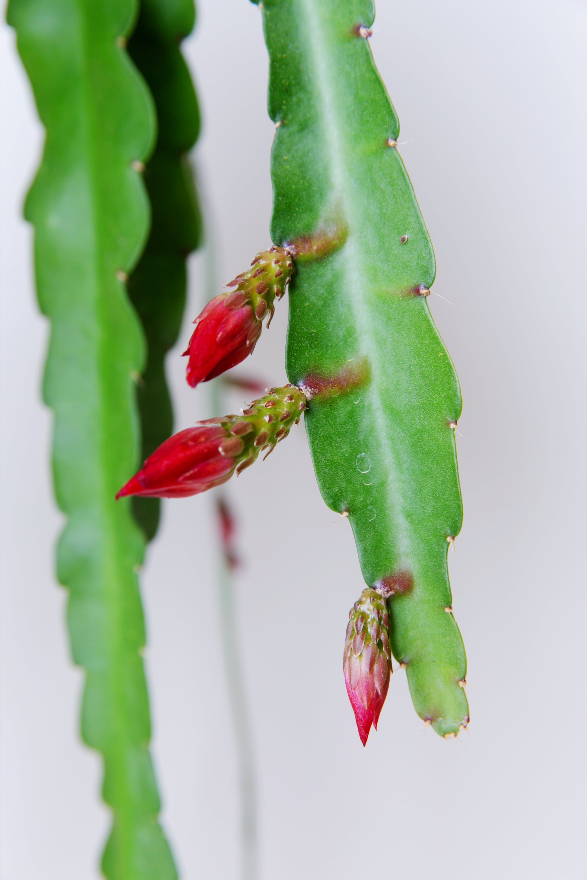 succulent orchid cactus Orchid Cactus Plant