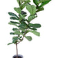 Fiddle Leaf Tree (Large) | Ficus Lyrata