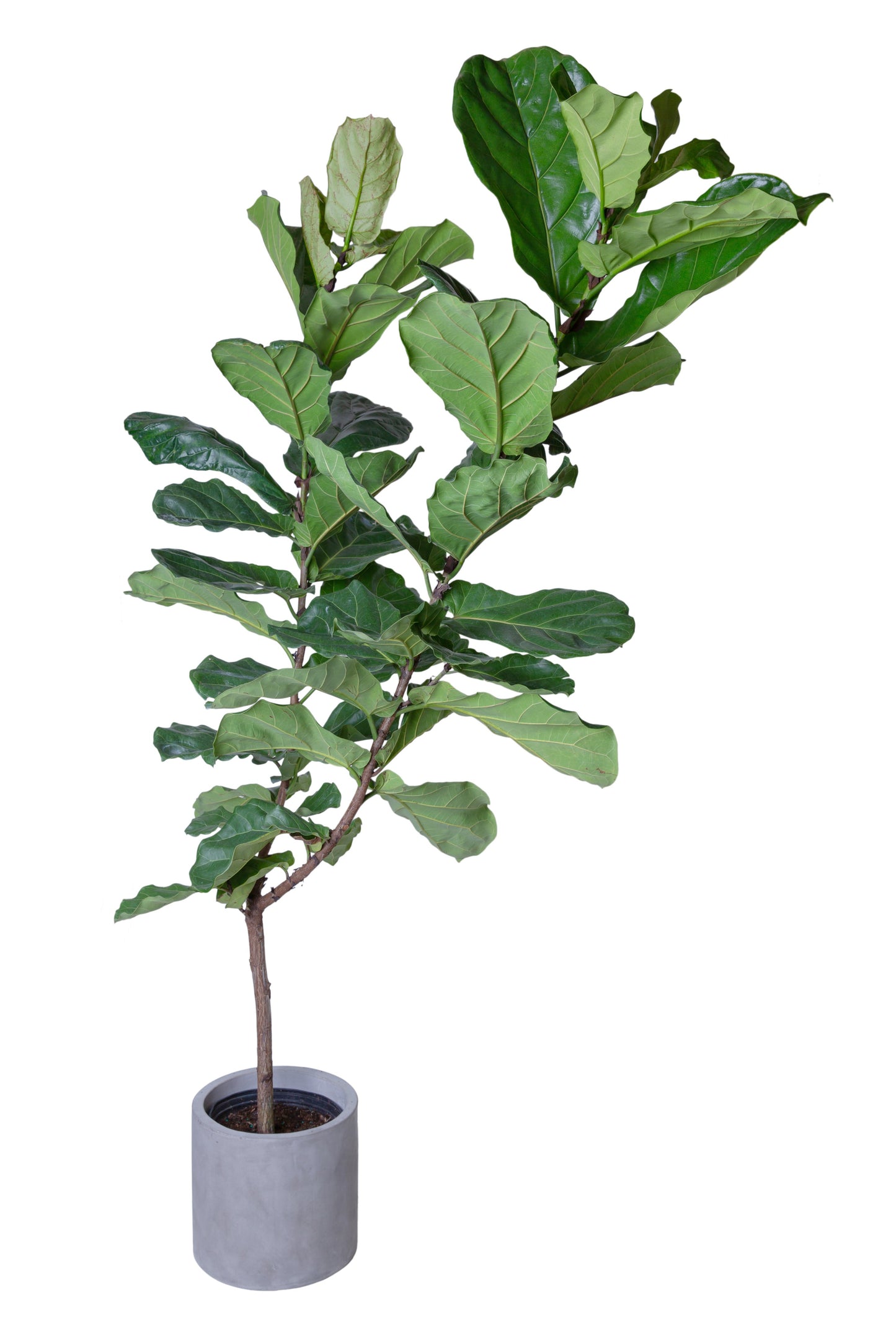 Meddele Plakater Brun Fiddle Leaf Tree (Large) | Ficus Lyrata – AVS Lifestyle