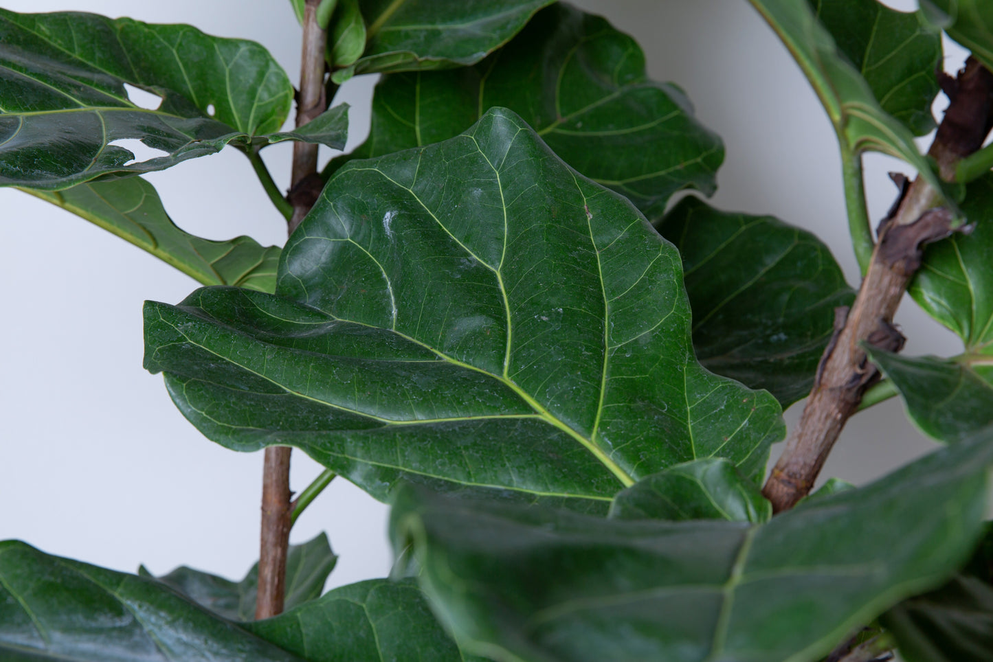 Fiddle Leaf Tree (Large) | Ficus Lyrata