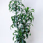 Dracaena Lisa Cane Plant