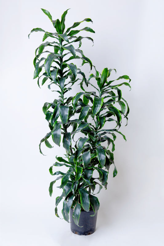 Dracaena Lisa Cane Plant