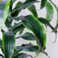 Dracaena Lisa Cane Plant