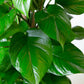 Pothos Jade Plant | Epipremnum Aureum