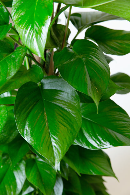 Pothos Jade Plant | Epipremnum Aureum