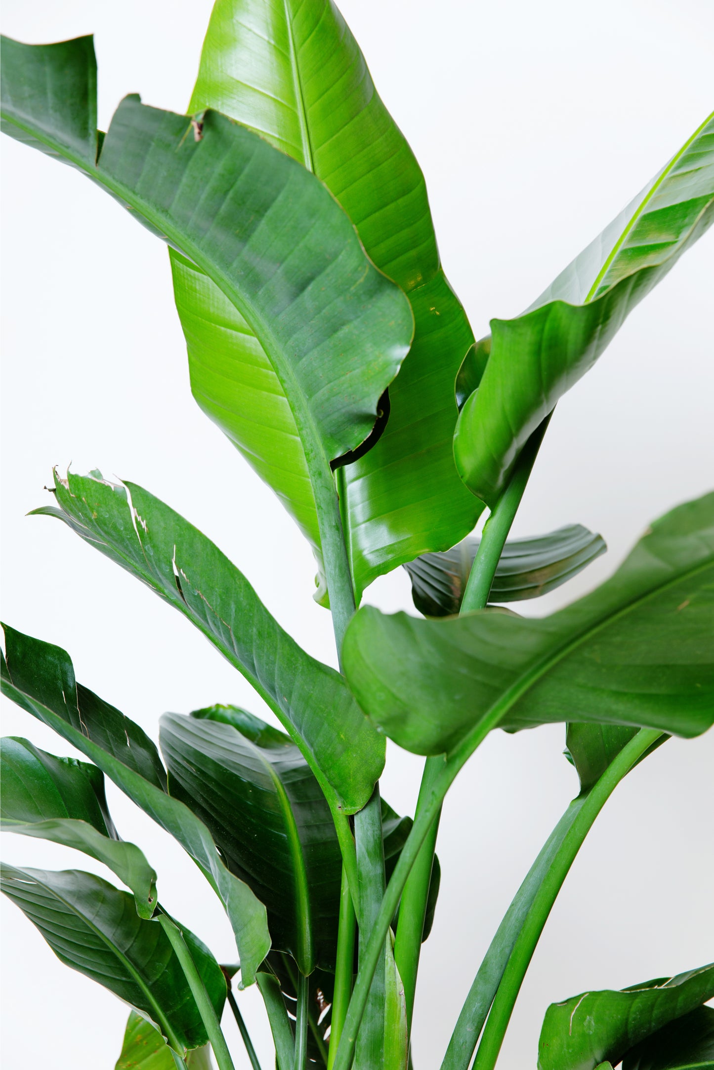 Bird of Paradise | Strelitzia Reginae