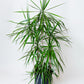 Madagascar Dragon Tree | Dracaena Marginata