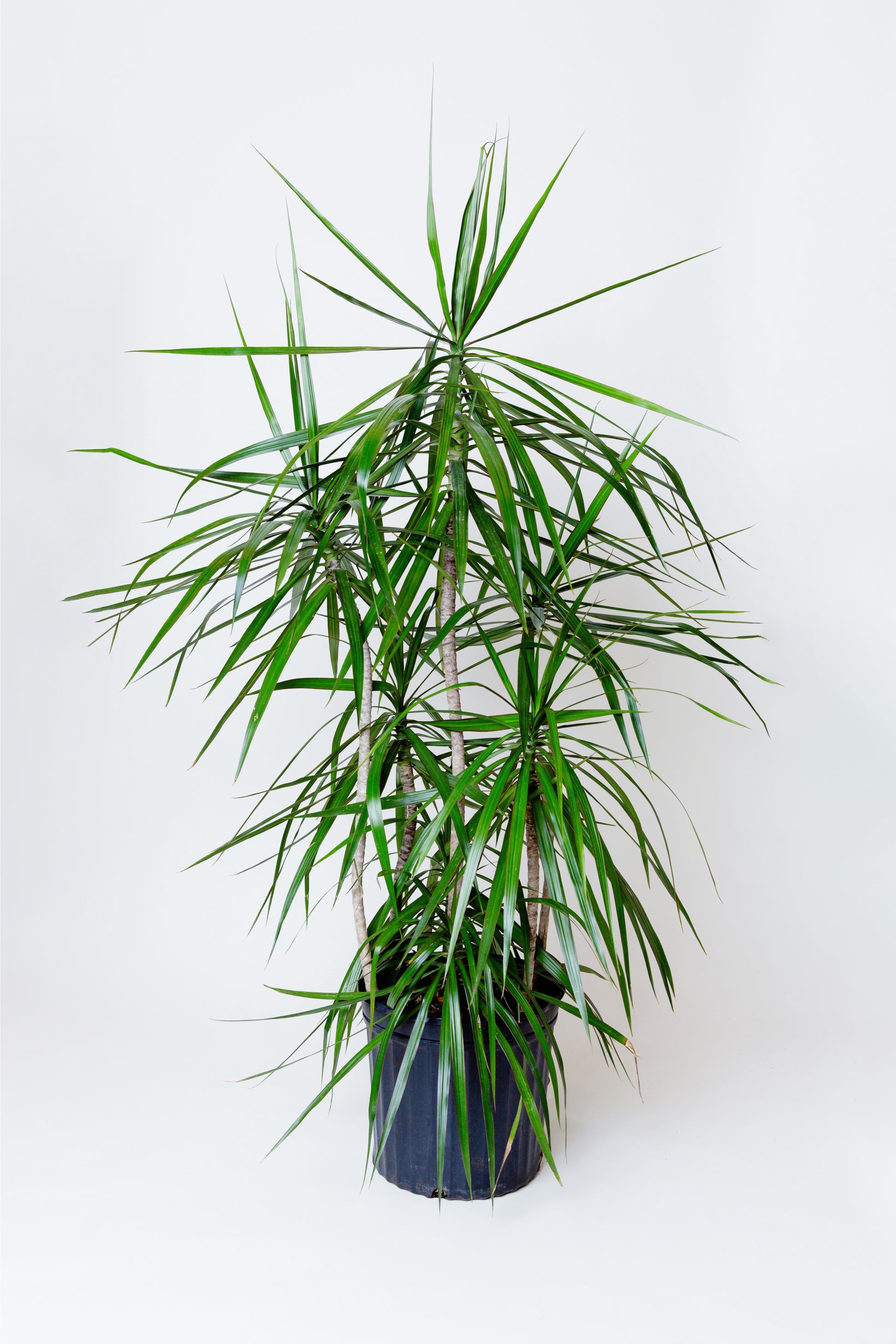 dracaena marginata large Madagascar Dragon Tree