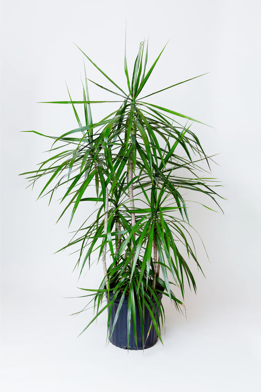 Madagascar Dragon Tree | Dracaena Marginata