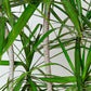 Madagascar Dragon Tree | Dracaena Marginata
