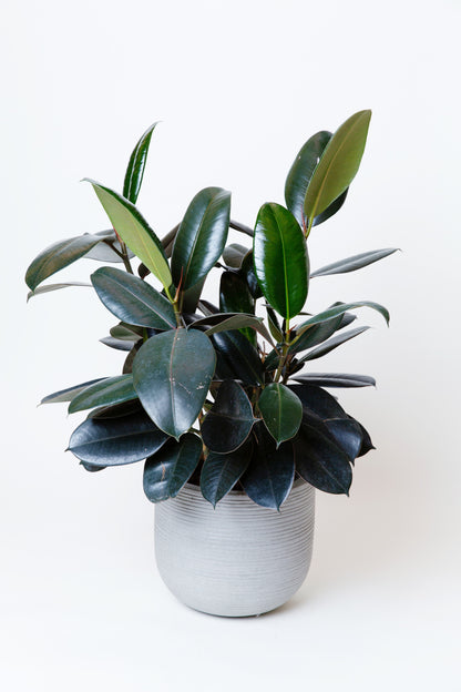 Rubber Tree | Ficus Elastica