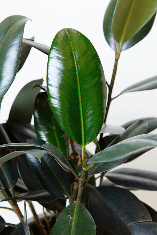 Rubber Tree | Hevea Brasiliensis