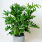 Philodendron Selloum (LadyTree) | Thaumatophyllum Bipinnatifidum